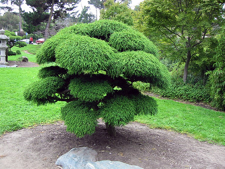 Foto Golden Gate Park mit Botanischen Garten - San Francisco